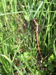 Orthetrum albistylum