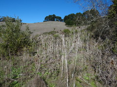 Dipsacus sativus