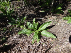 Dipsacus sativus