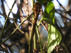 Neurocordulia molesta