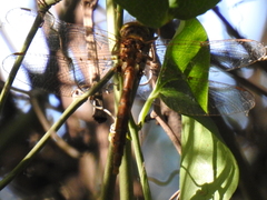 Neurocordulia molesta