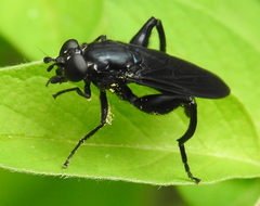 Chalcosyrphus