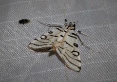 Conchylodes concinnalis