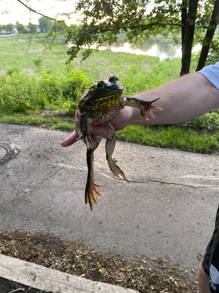 American Bullfrog from Springfield Park, Bloomingdale, IL, US on June