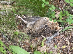 Coturnix