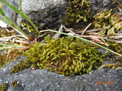 Racomitrium pacificum