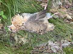 Coturnix