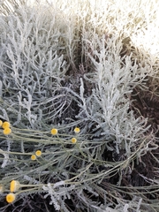 Santolina chamaecyparissus