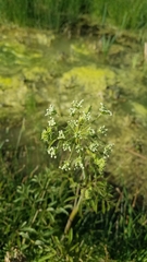 Cicuta maculata angustifolia