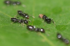 Crematogaster laeviceps