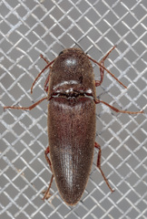 Diplostethus texanus