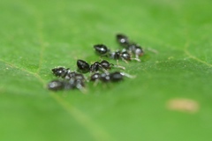 Crematogaster laeviceps