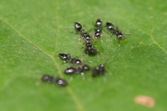 Crematogaster laeviceps