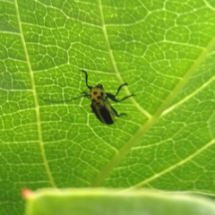 Saperda puncticollis