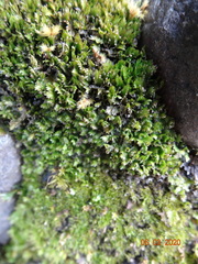 Fissidens osmundioides