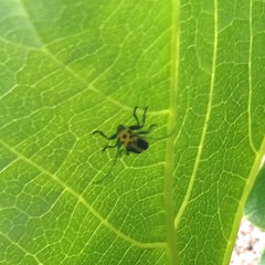 Saperda puncticollis