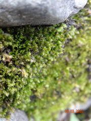 Fissidens osmundioides