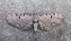 Eupithecia assimilata