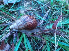 Lissachatina fulica