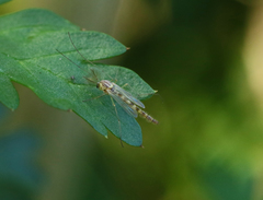 Chironomus cloacalis