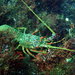 Japanese Spiny Lobster - Photo (c) Nemo's great uncle, some rights reserved (CC BY-NC-SA)