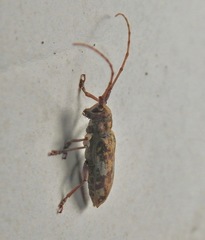 Goes variegatus