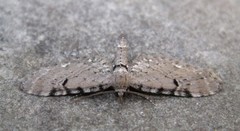 Eupithecia assimilata