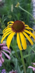 Echinacea paradoxa