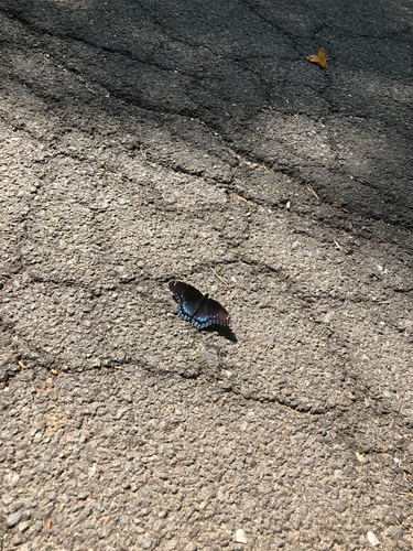 photo of Red-spotted Purple (Limenitis arthemis astyanax)