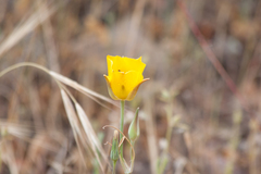 Calochortus clavatus