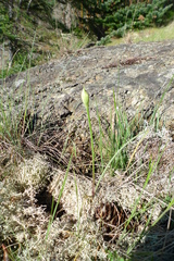 Allium acuminatum