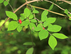 Lonicera praeflorens