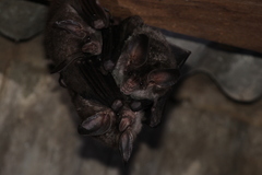 Chrotopterus auritus