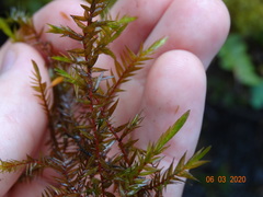 Fontinalis neomexicana