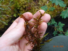 Fontinalis neomexicana