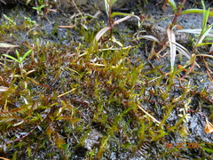 Fontinalis neomexicana