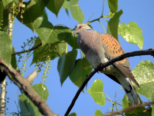 European Turtle-Dove