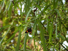 Cyanopepla submacula borealis