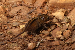 Monodelphis americana