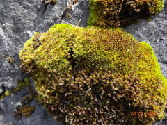 Grimmia leibergii
