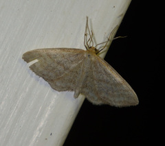 Idaea mancipiata