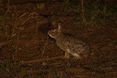 Sylvilagus brasiliensis