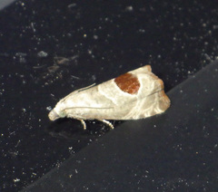 Notocelia uddmanniana