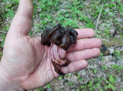 Gyromitra sphaerospora