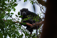 Alouatta belzebul