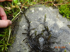 Fontinalis neomexicana