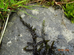 Fontinalis neomexicana