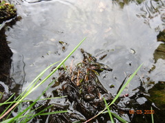 Fontinalis neomexicana