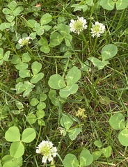 Trifolium repens