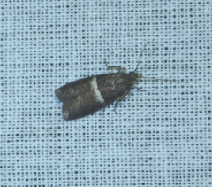 Elegia similella